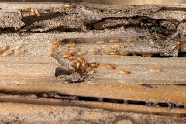 Best Exterminator Services  in Bowie, MD