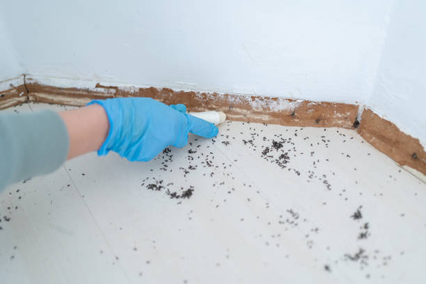 Professional Pest Control in Bowie, MD